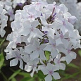 Флокс Метельчатый Морская пена