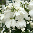 Жасмин садовый Сноубель