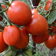 Томат Рио Гранде Оригинал