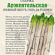 Спаржа (Аспарагус) обыкновенная Аржентельская