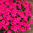 Петуния ампельная F1 Шок Вейв Роуз