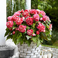 Бегония Клубневая Camelia Бегония Клубневая Camelia