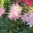 Астильба простолистная Тач оф Пинк