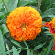 Цинния георгиноцветковая Оранжевый король Цинния георгиноцветковая Оранжевый король