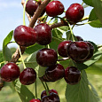 Вишня обыкновенная Ходоса (Дюк)