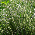 Вейник остроцветковый Овердам