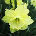 Нарцисс карлик Saint patricks day Нарцисс карлик Saint patricks day