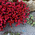 Камнеломка Арендса Rockies Red