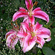 Лилия восточная Барракуда Лилия восточная Барракуда