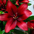 Лилия азиатская махровая Блад Бразерз Лилия азиатская махровая Блад Бразерз