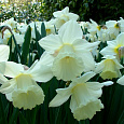 Нарцисс трубчатый Маунт-Худ Нарцисс трубчатый Маунт-Худ