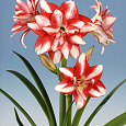 Амариллис гибридный Exotic Peacock Амариллис гибридный Exotic Peacock