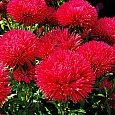 Астра Гигантские лучи Красная