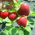 Земляника садовая Анабель Земляника садовая Анабель