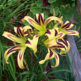 Лилейник гибридный Фри Вилин