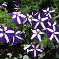 Петуния грандифлора Тритуния Блю Стар