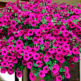 Петуния ампельная Опера Парпл