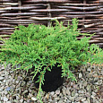 Можжевельник горизонтальный Prince of Wales
