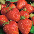 Земляника садовая Кристина