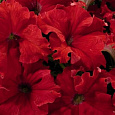 Петуния грандифлора Аладдин Красная