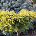 Можжевельник средний Можжевельник средний
