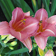 Лилейник гибридный Холс Пинк