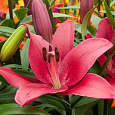 Лилия ла-гибрид Батистеро Лилия ла-гибрид Батистеро