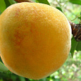 Персик Донецкий желтый Персик Донецкий желтый