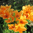Лилия азиатская махровая Дабл Ориндж