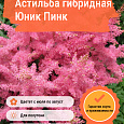 Астильба гибридная Юник Пинк