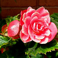 Бегония Клубневая Camelia Бегония Клубневая Camelia