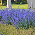 Котовник Фассена Light blue