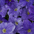 Петуния грандифлора Дримс Скай Блю