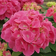 Гортензия крупнолистовая Розита Гортензия крупнолистовая Розита