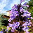 Котовник маньчжурский Manchu Blue Котовник маньчжурский Manchu Blue