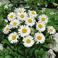 Астра альпийская White Астра альпийская White