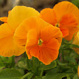 Анютины глазки Оранжевое солнышко