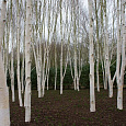 Береза бумажная Береза бумажная