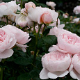 Роза Английская кустовая Queen of Sweden