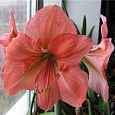Амариллис простой Рилона Амариллис простой Рилона