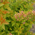 Пузыреплодник калинолистный Tiny Wine Gold 