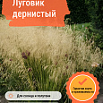 Луговик дернистый
