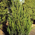 Можжевельник китайский Spearmint