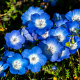 Немофила менциса Голубая