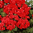 Флокс друммонда Промис красный