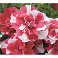 Петуния махровая Дуо Ред энд Вайт
